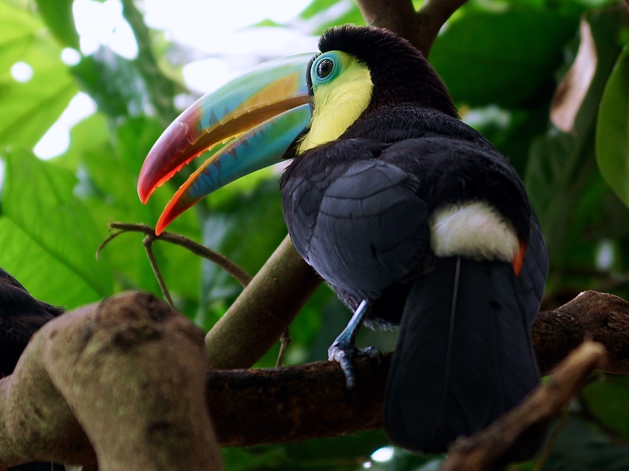 toucan bird tropical bird free photo