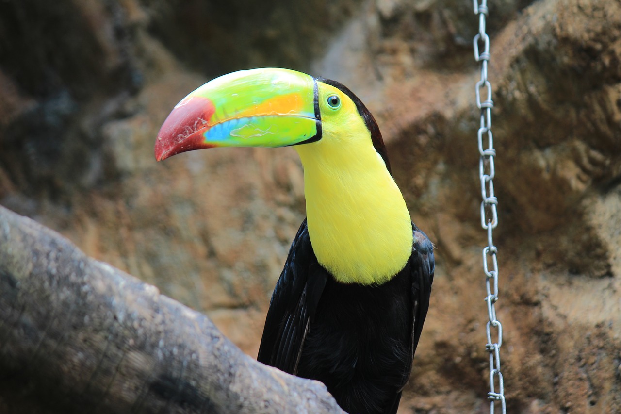 toucan black green free photo