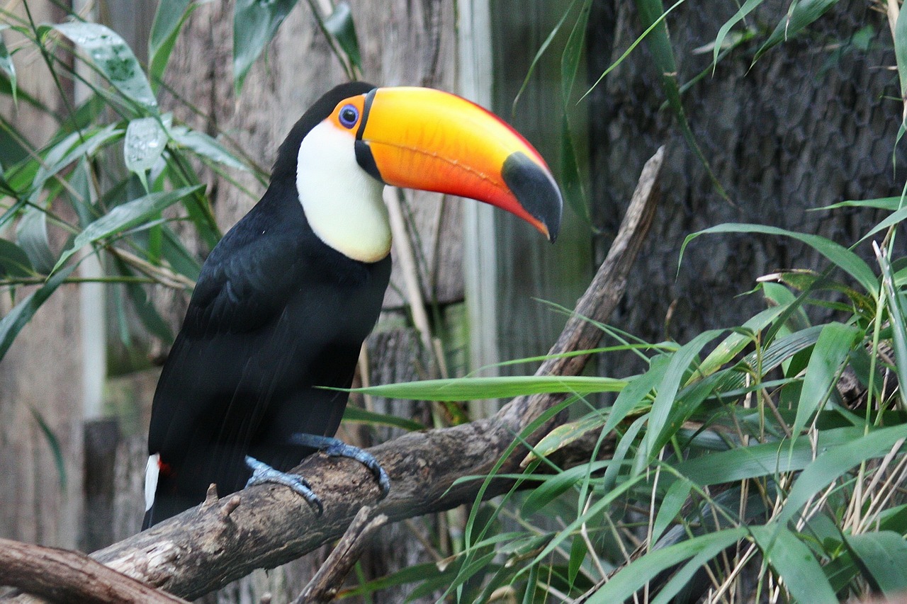 toucan bird jungle free photo