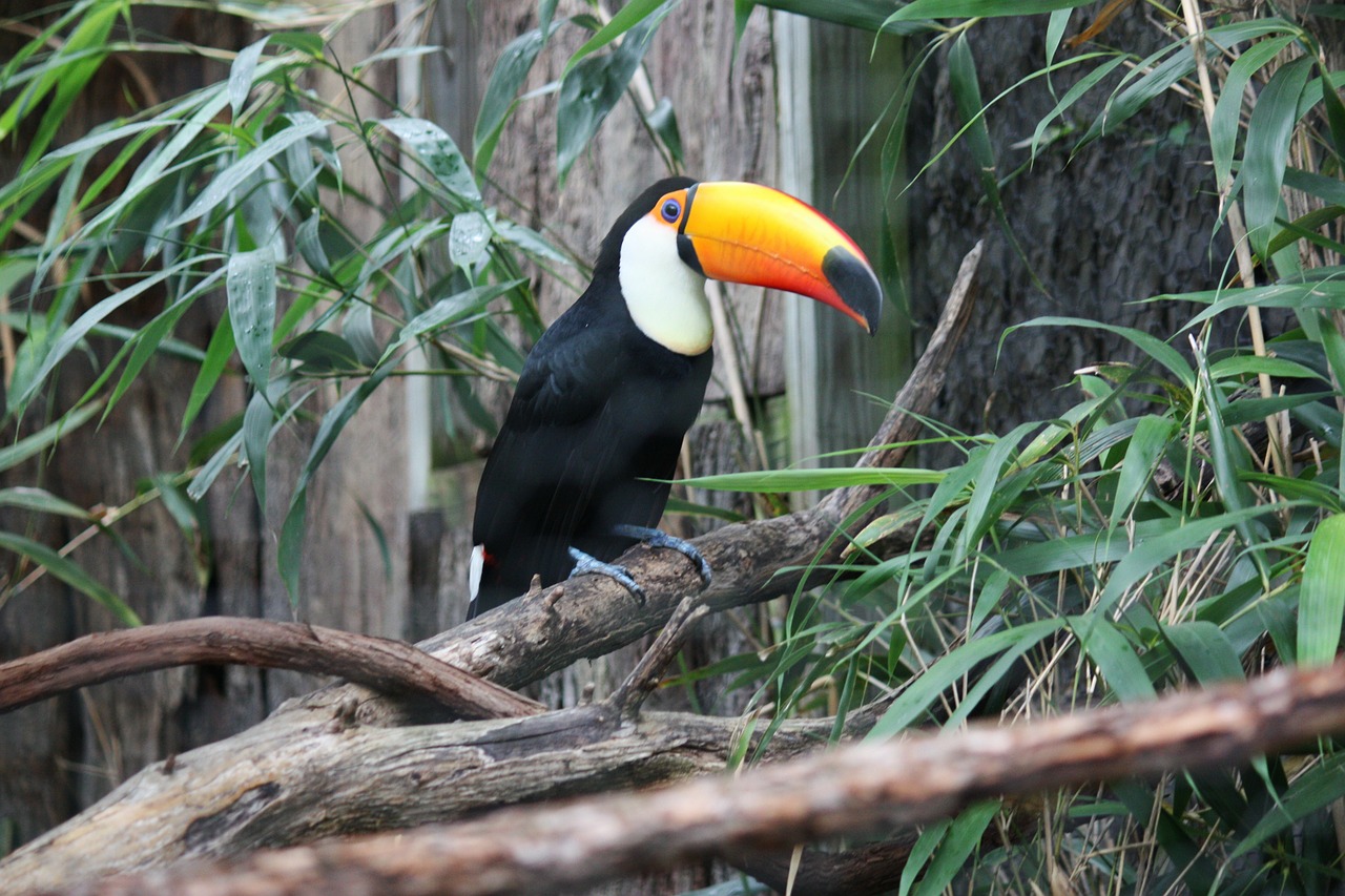 toucan bird fly free photo