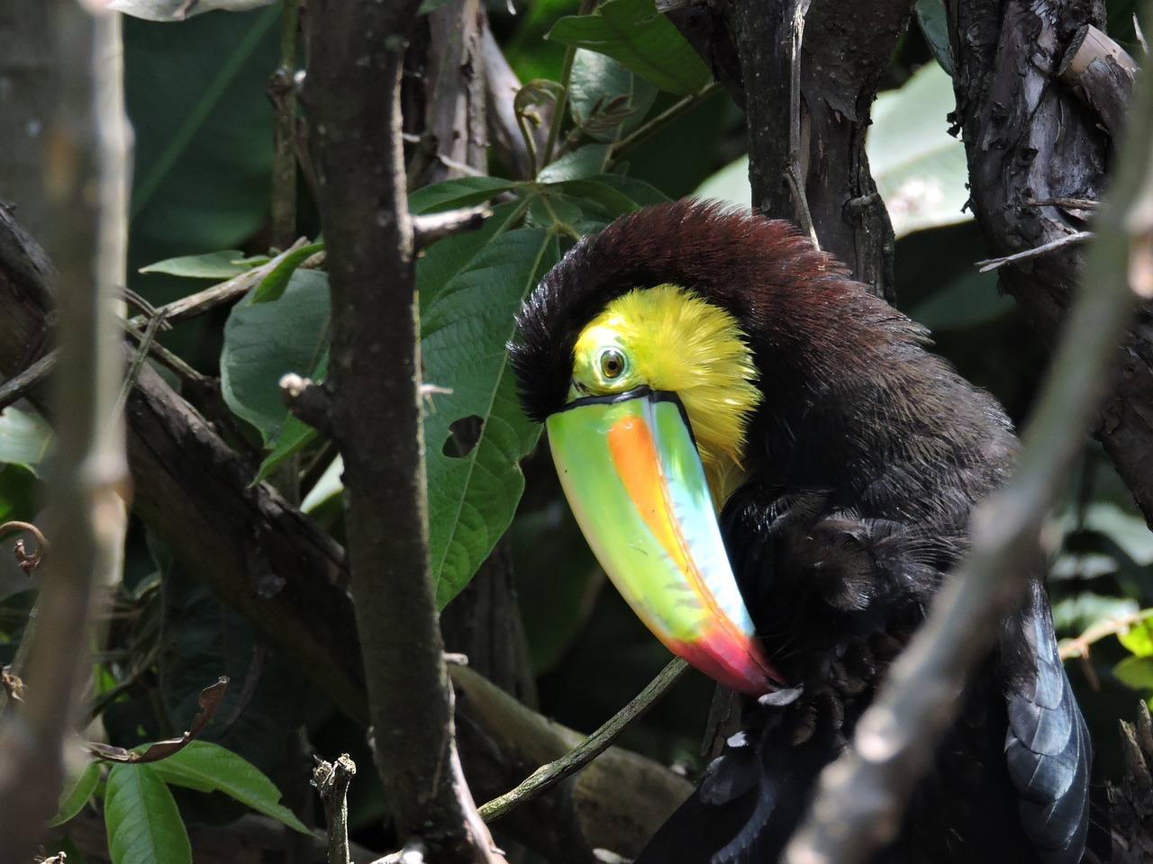 toucan peak exotic bird free photo
