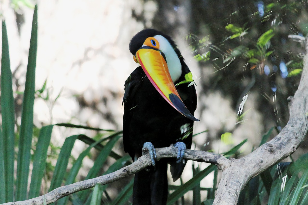 toucan bird fauna free photo