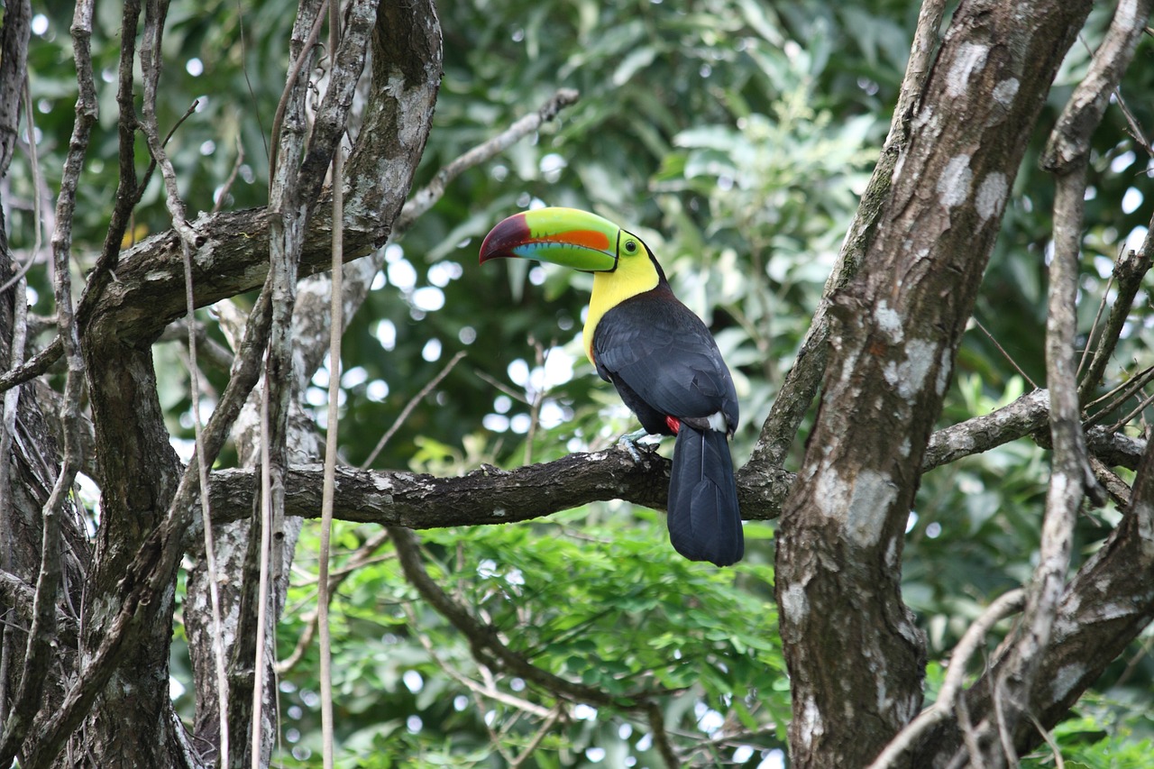 toucan  forest  tree free photo