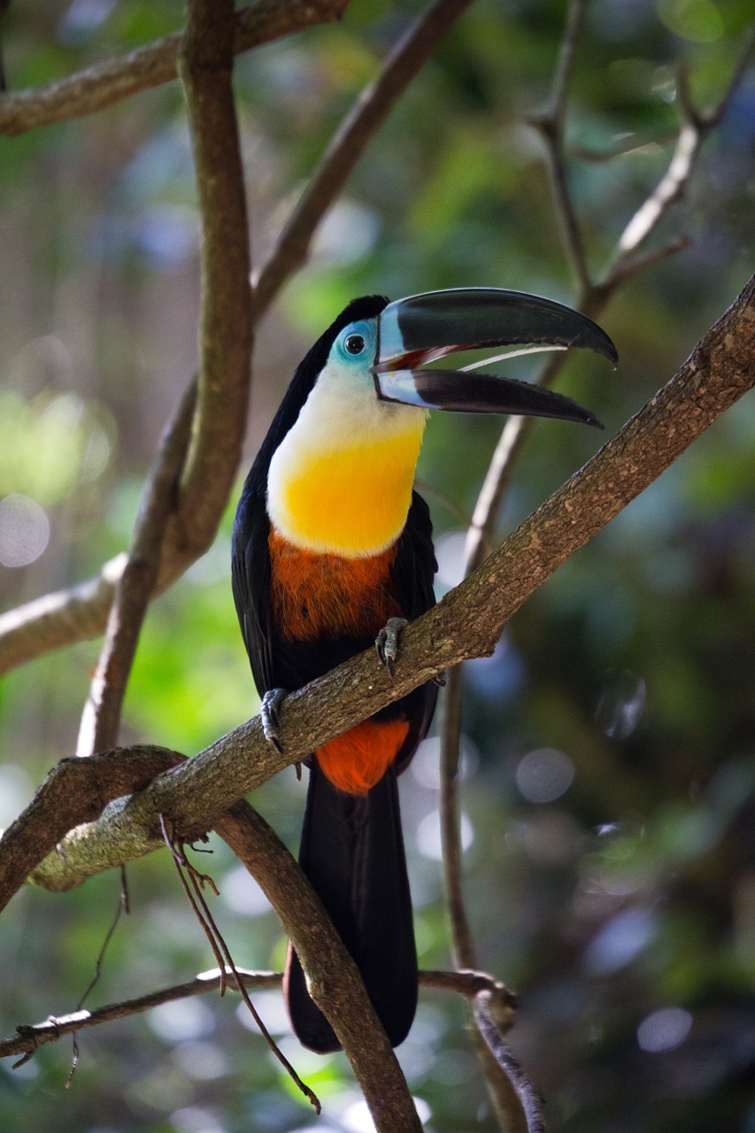 toucan bird wild free photo