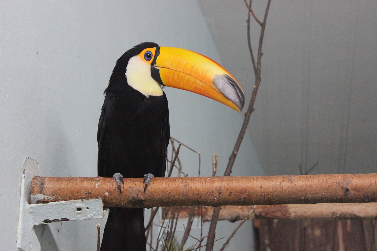 toucan  bird  animals free photo