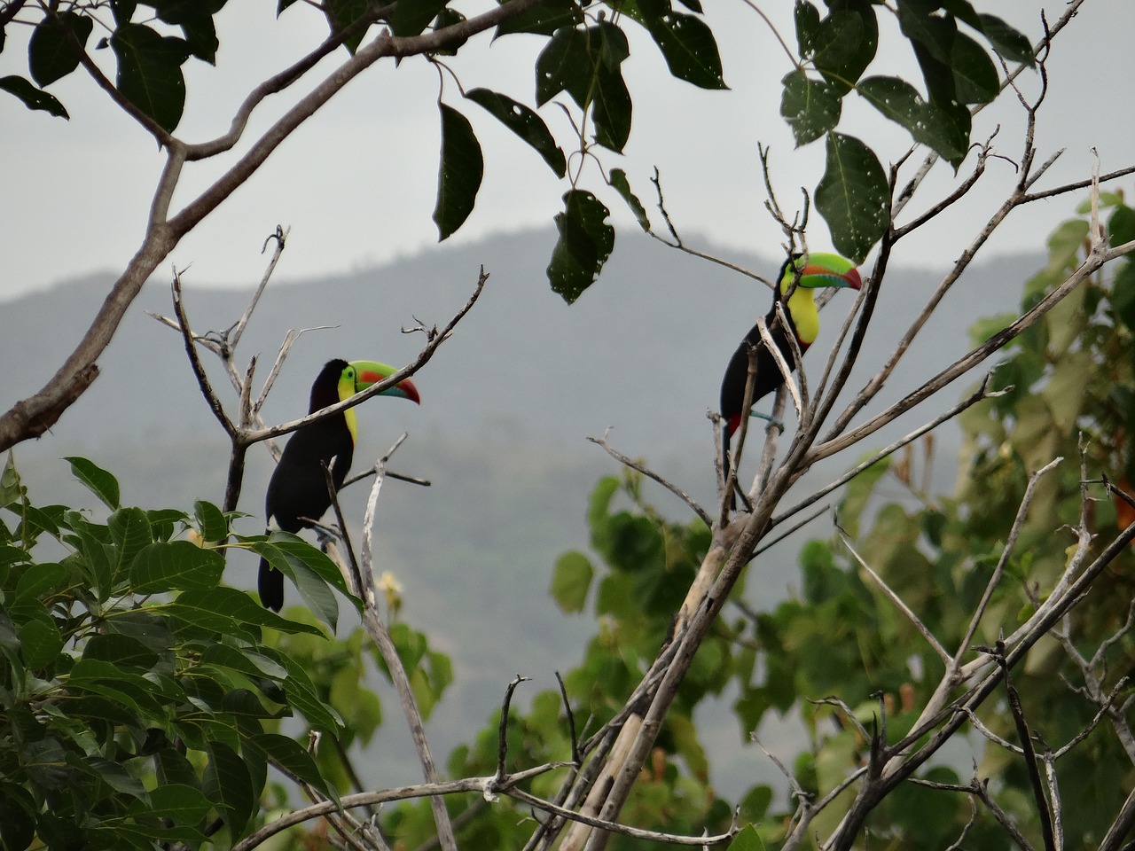 toucan  branches  bi free photo