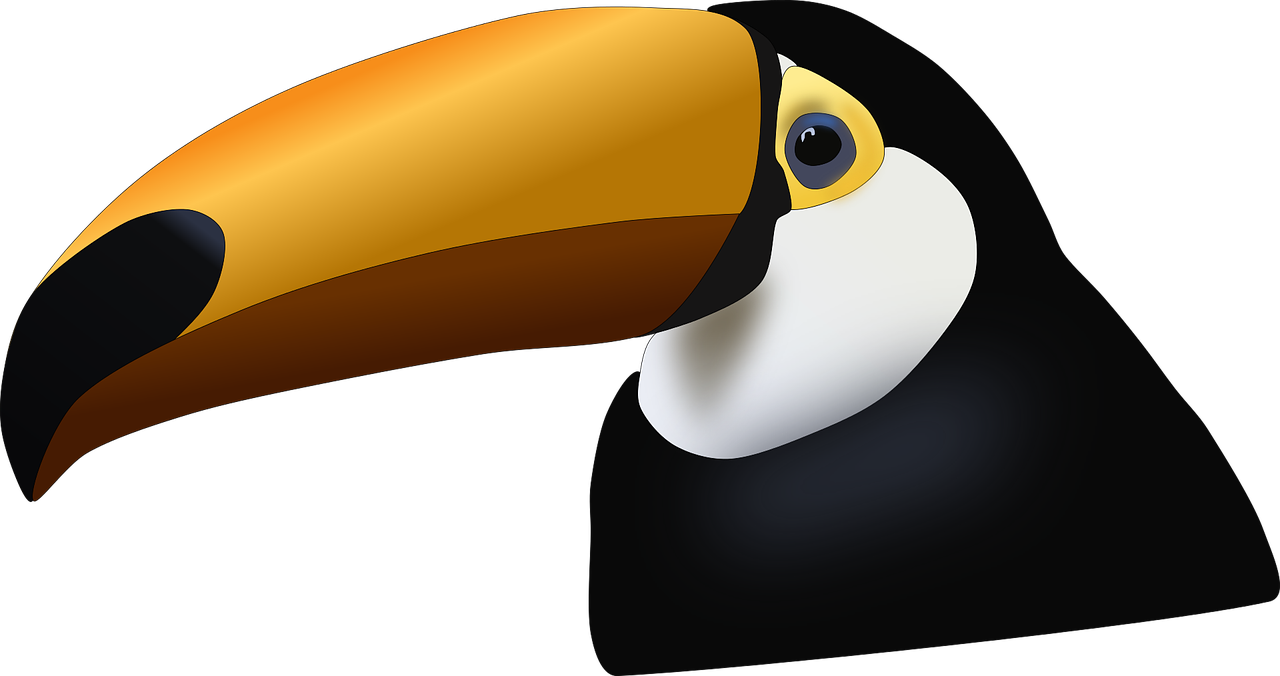 toucan  bird  tropical free photo