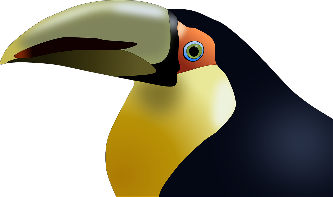 toucan  bird  tropical free photo