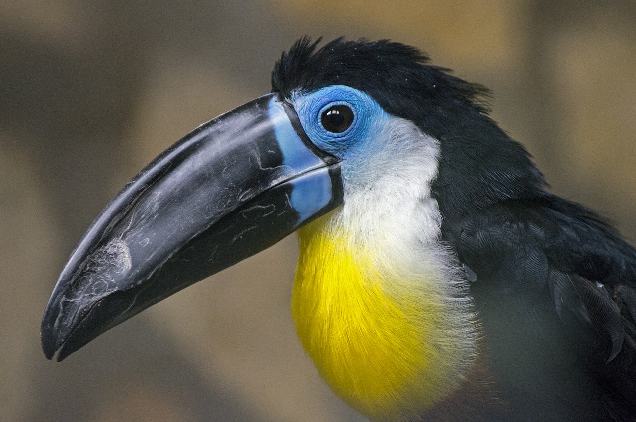 toucan  bird  exotic free photo