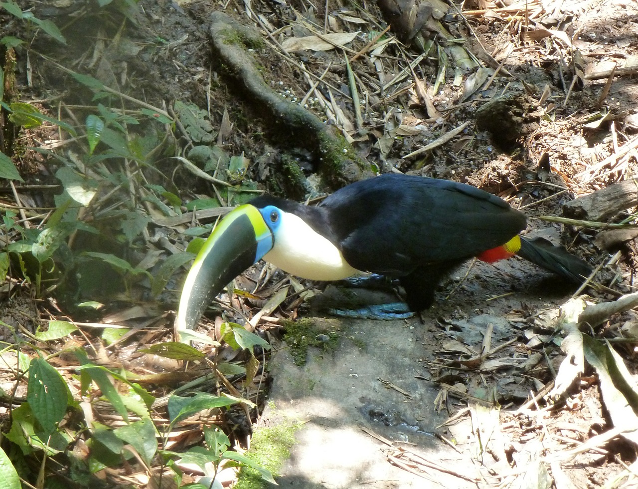 toucan bird bill free photo