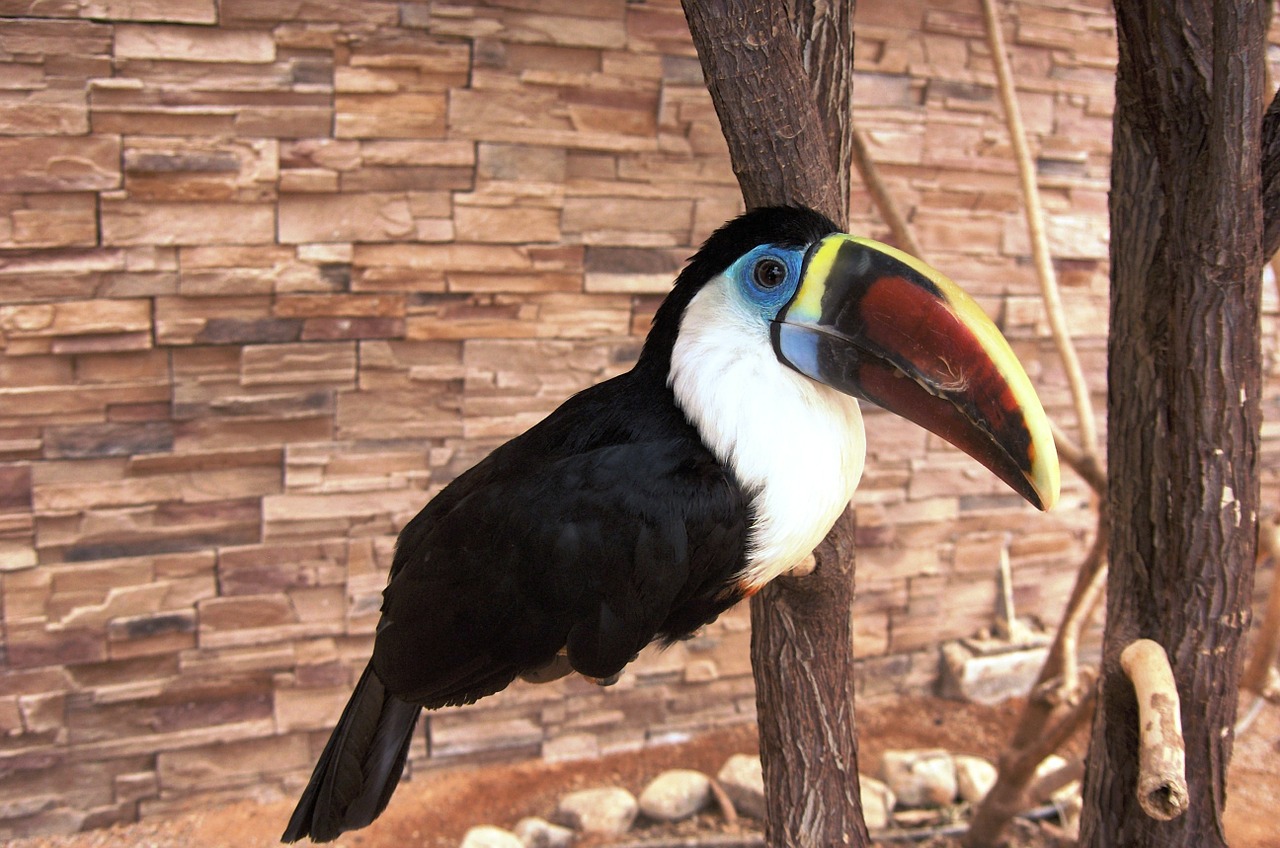 toucan bird animal free photo