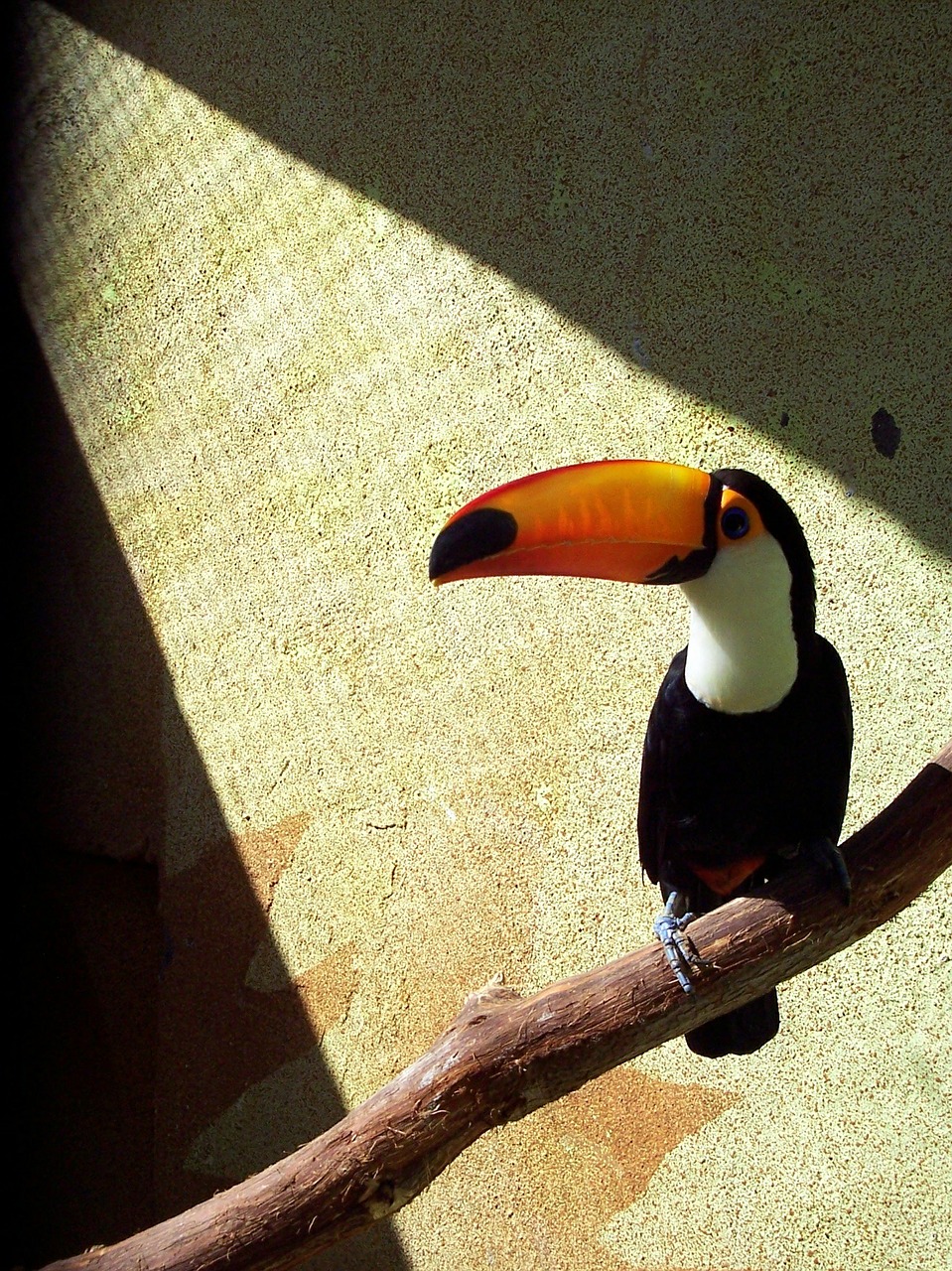 toucan perched zoo free photo