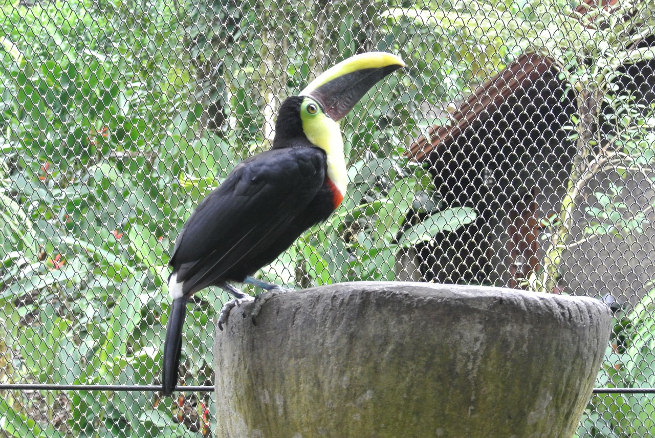 toucan bird costa rica free photo