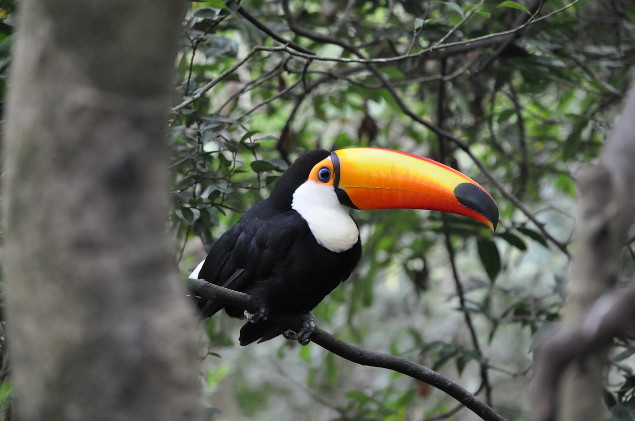 toucan pet tropical animals free photo