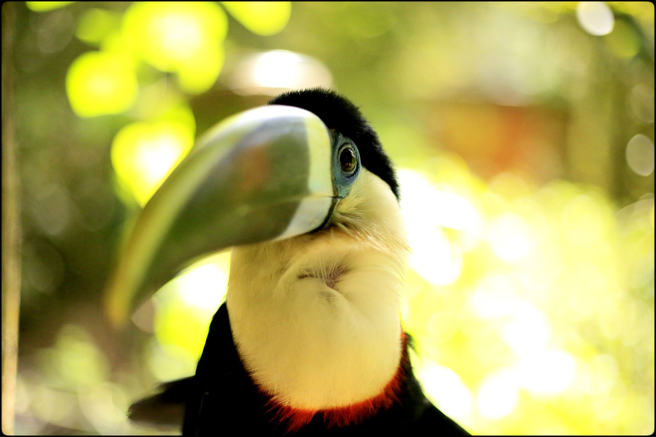 toucan bird ave free photo
