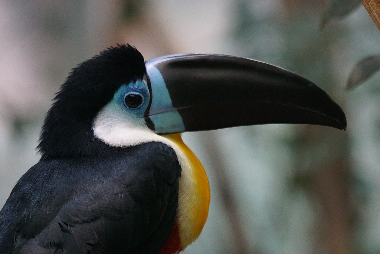toucan woodpecker bird bird free photo