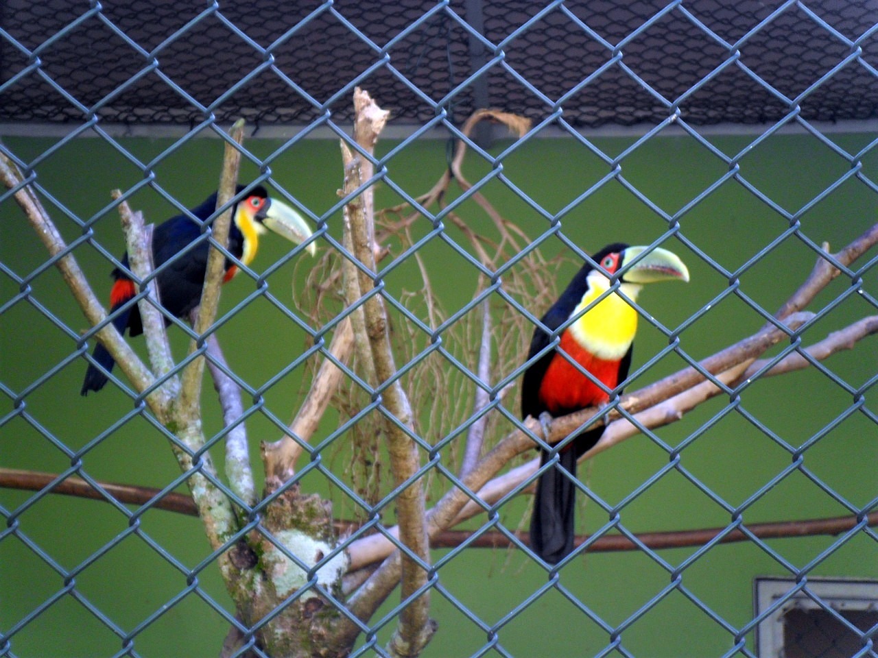 toucans birds large spout free photo