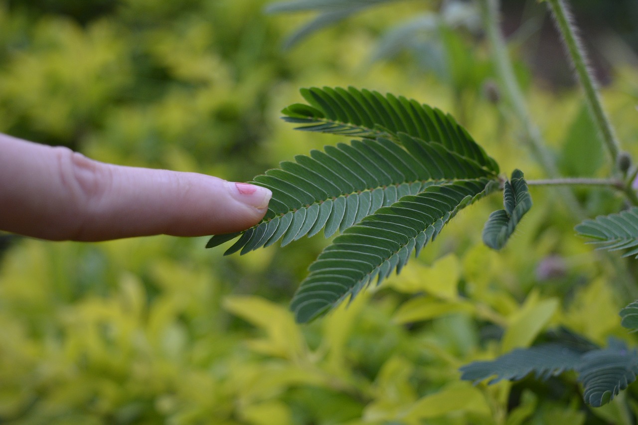 touch me not sensitive plant shy plant free photo