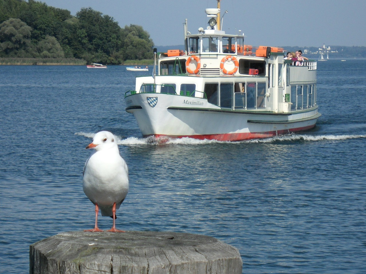 tourism ship seagull free photo