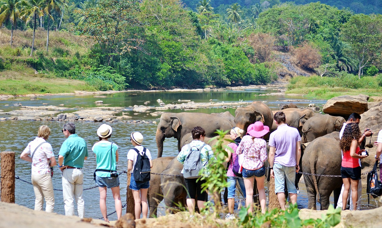 tourists tourist attraction elephants free photo