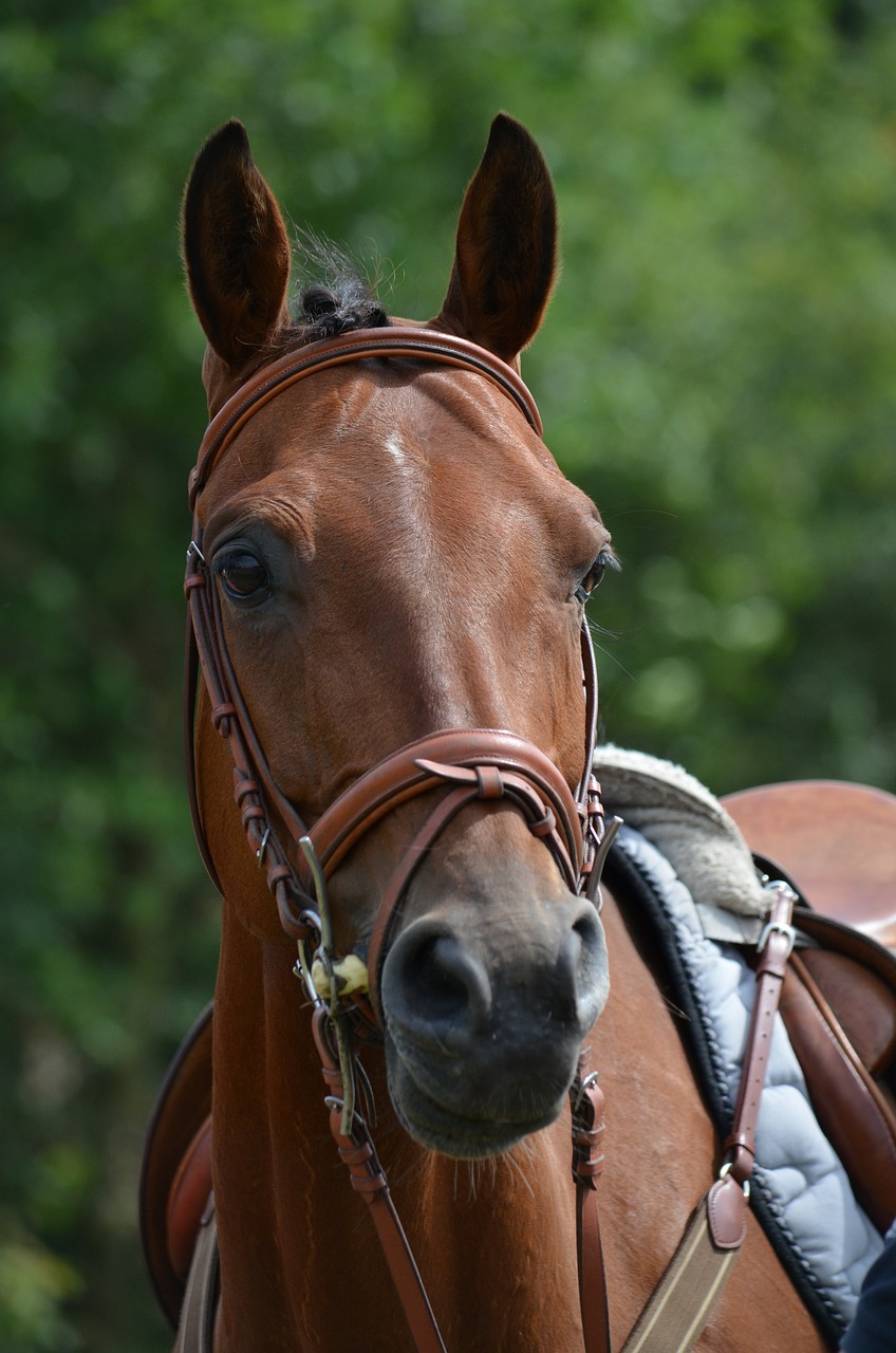tournament horse racehorse horse free photo