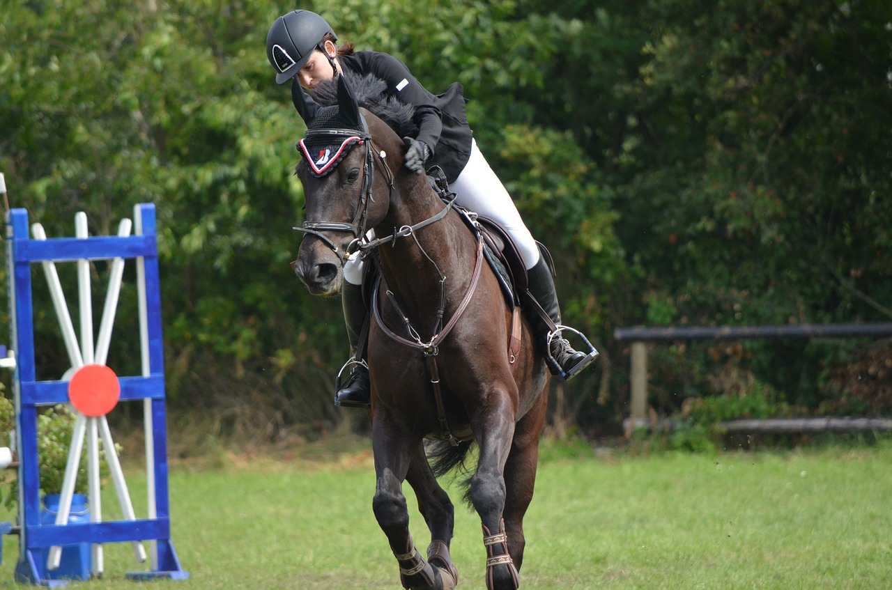 tournament ride equestrian horse free photo