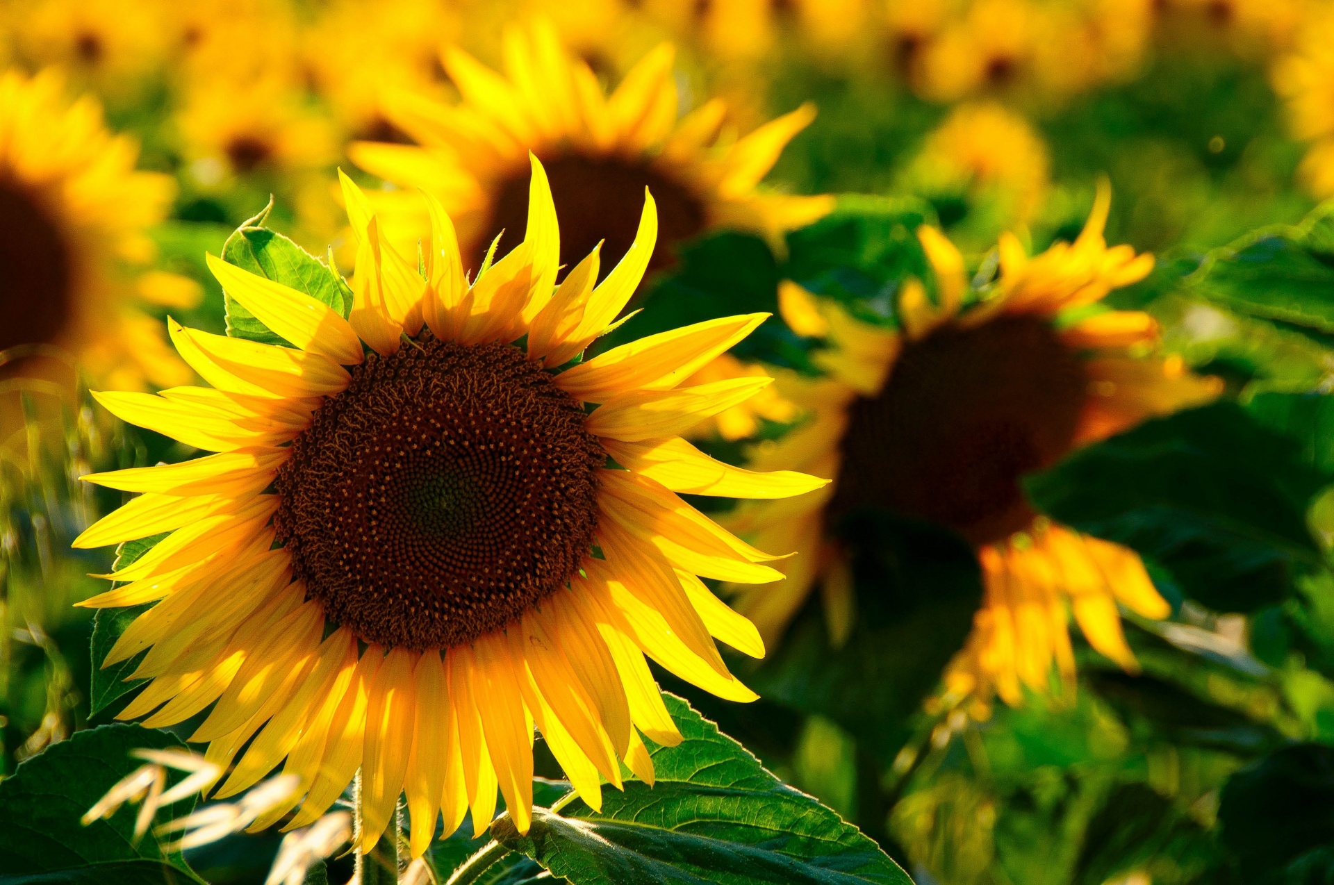 flowers yellow flowering free photo