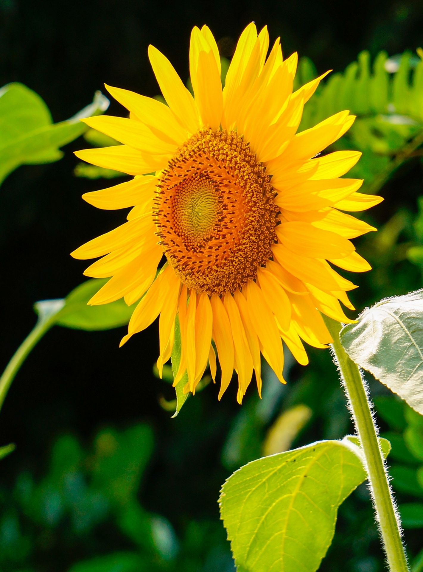 petals yellow flowering free photo