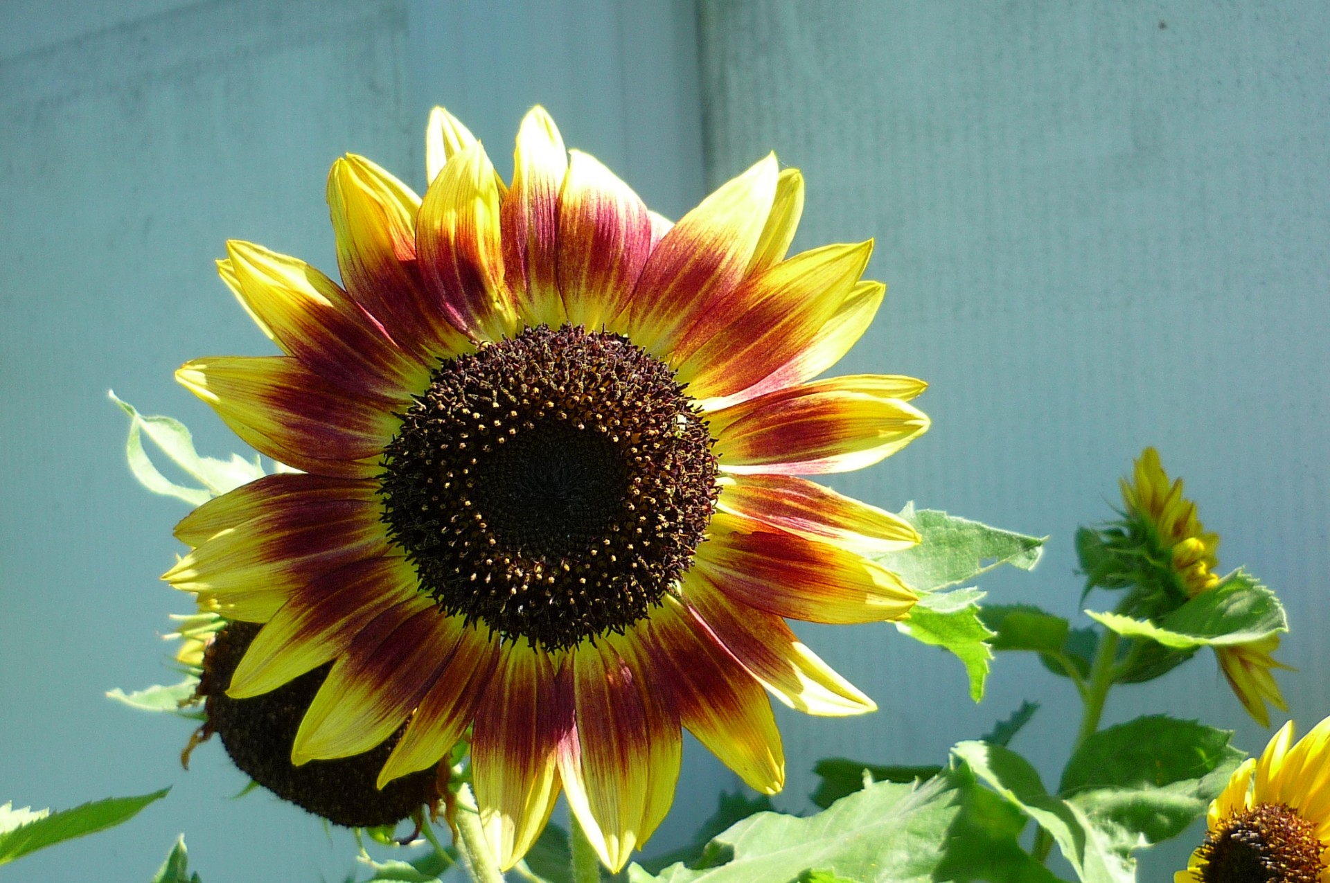 flower sunflower sunflower free photo