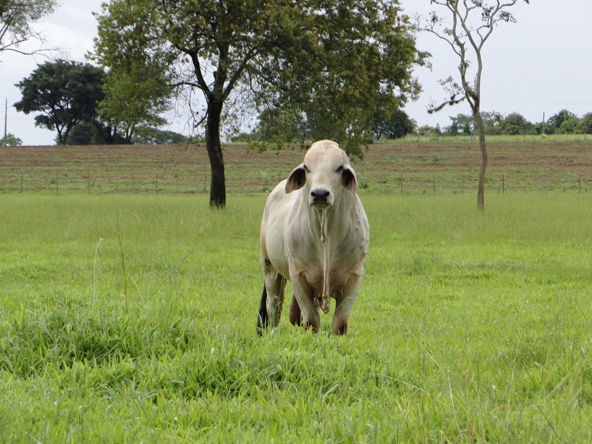 bull ox nelore free photo