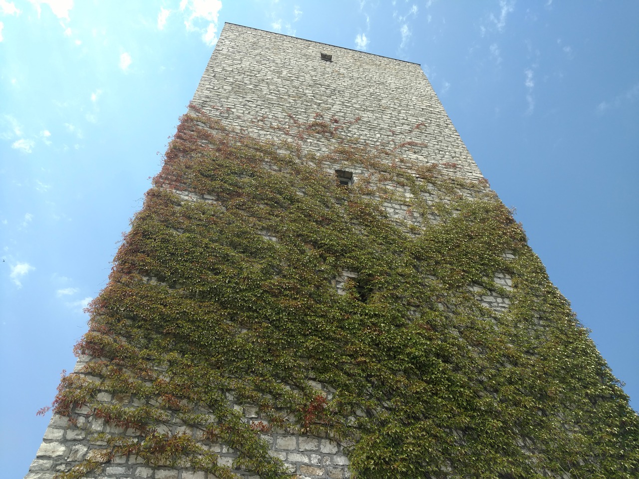 tower  vine  vegetation free photo