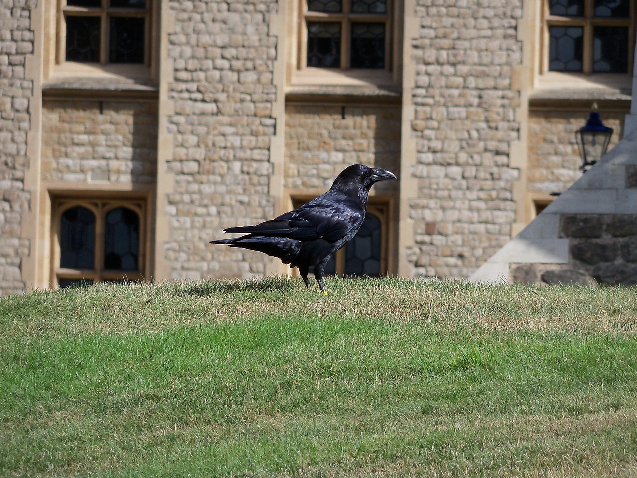tower of london animals ravens free photo