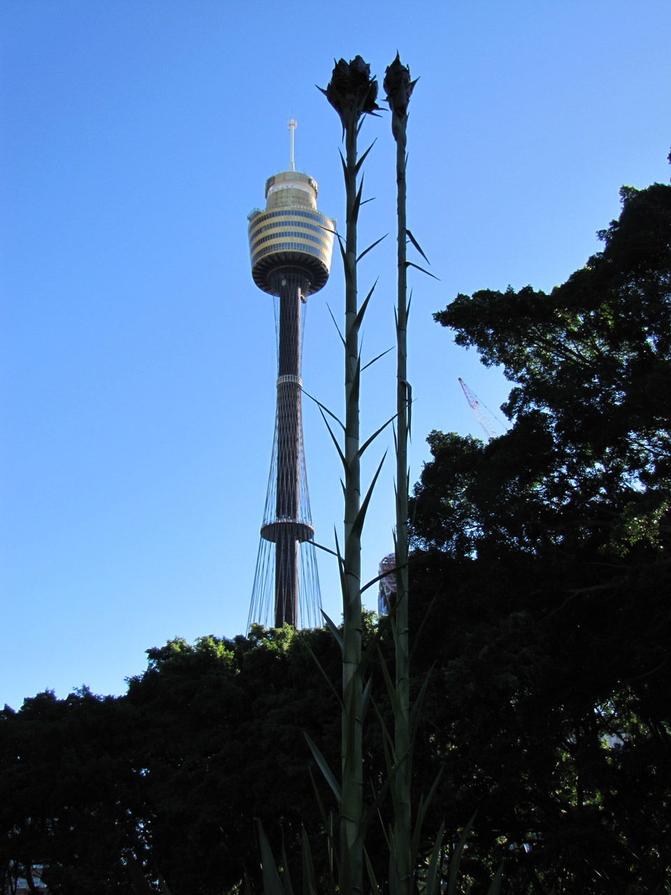 tower sydney plants free photo