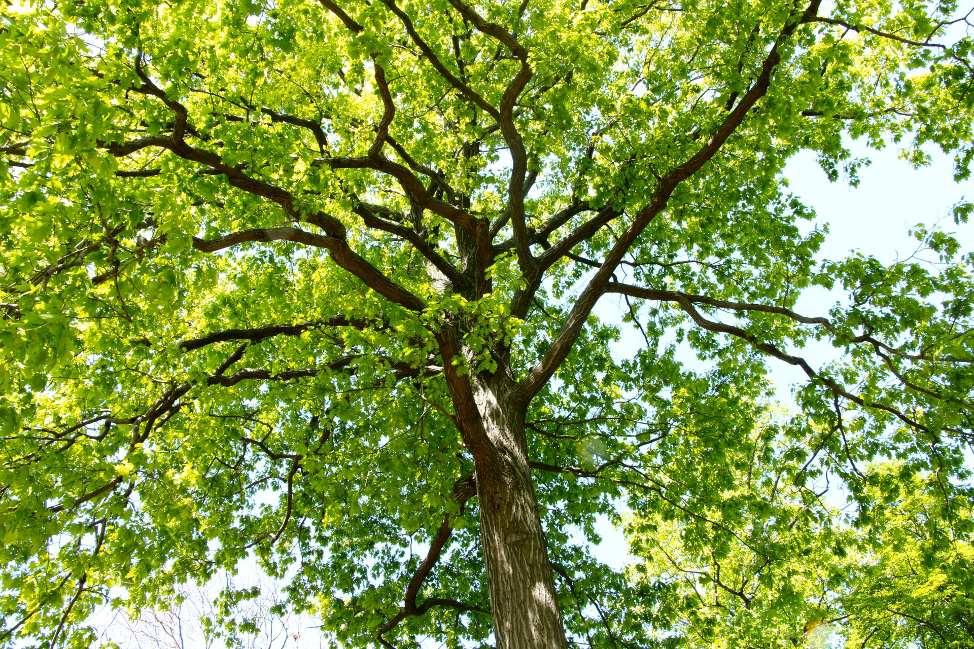 tree leaves green free photo