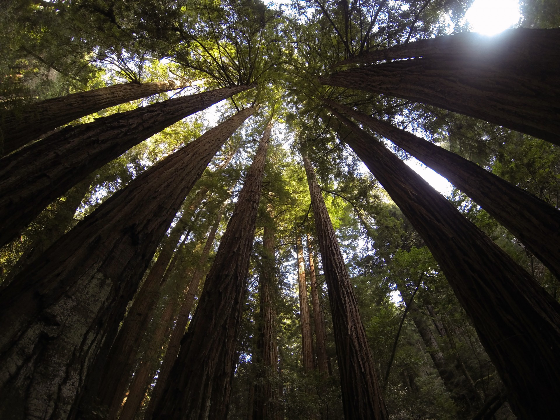 redwoods trees tree free photo