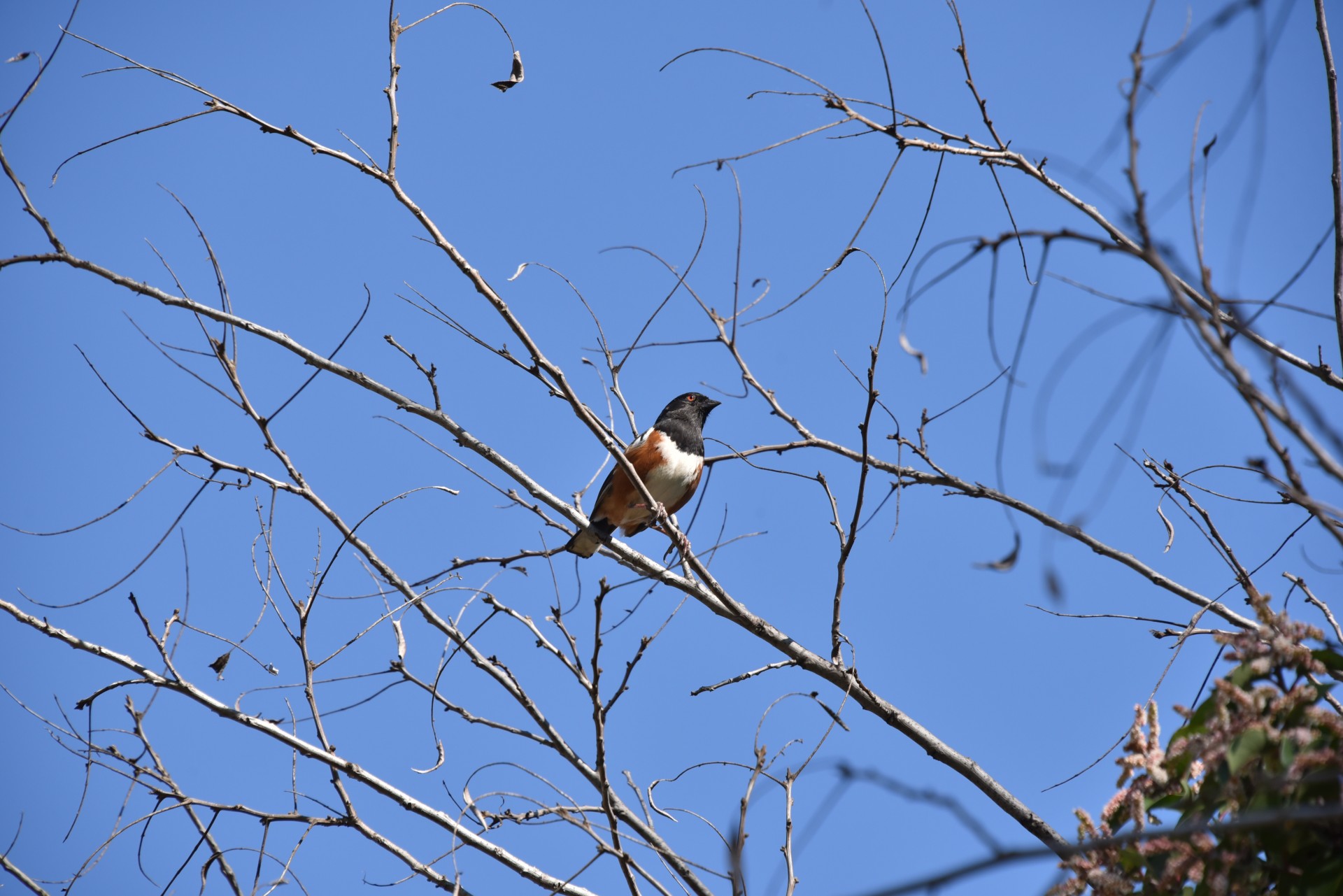 towhee spotted bird free photo