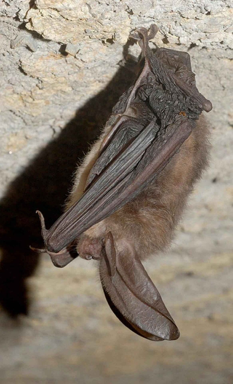 townsendii corynorhinus bat free photo