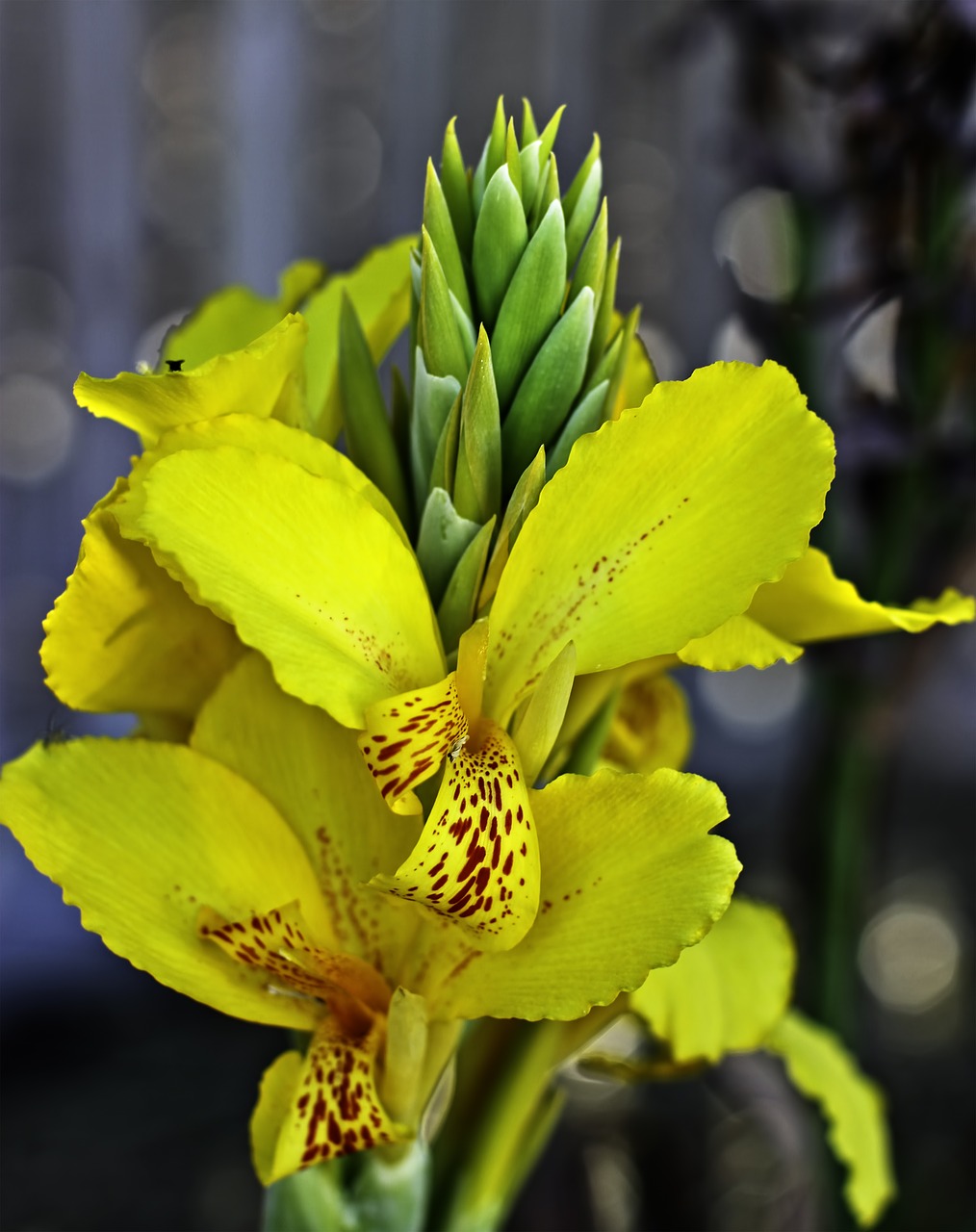 townsville orchard flower gardens yellow orchard free photo