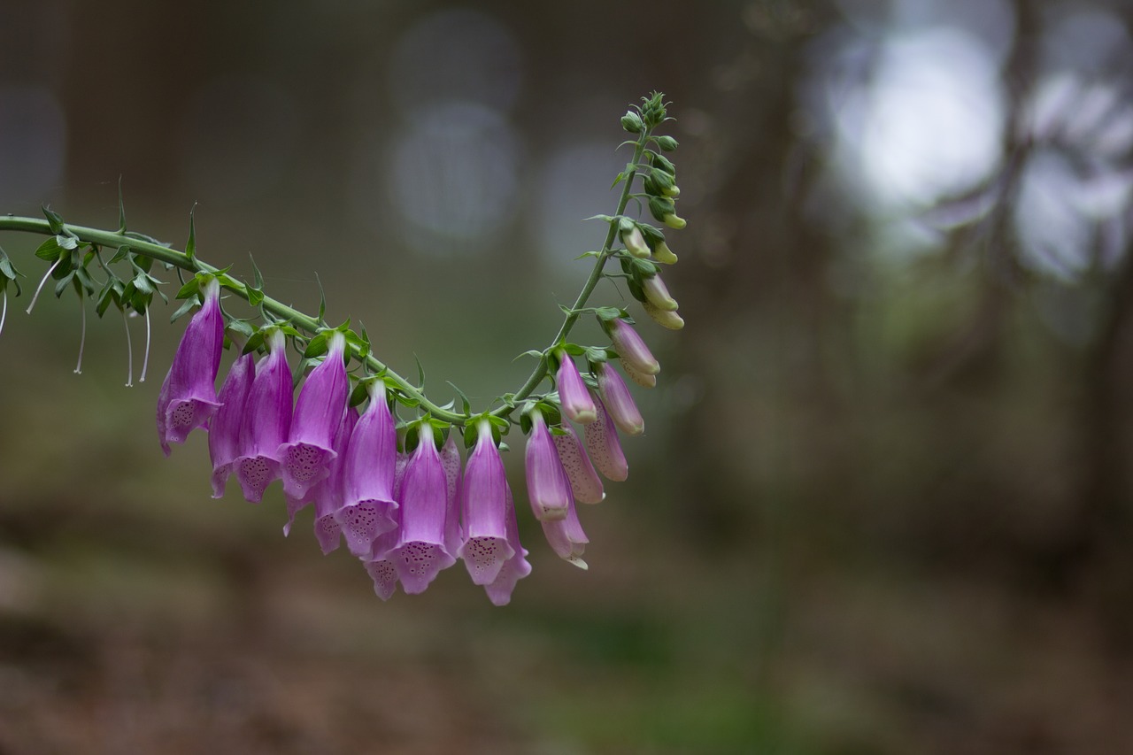 toxic thimble blossom free photo