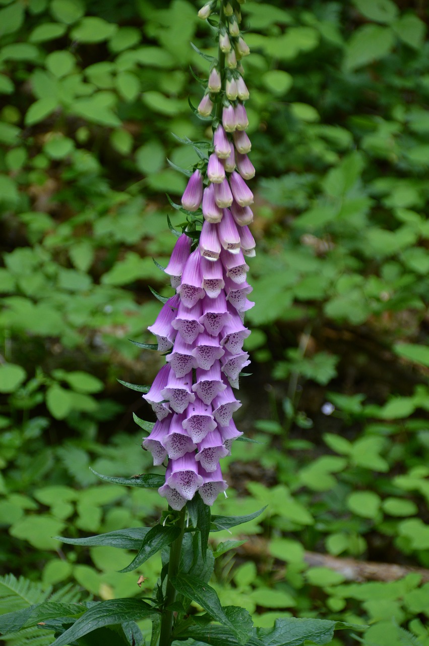 toxic flower thimble free photo