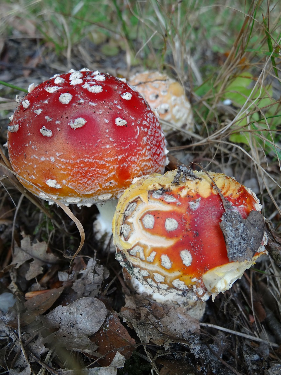 toxic mushroom nature autumn free photo