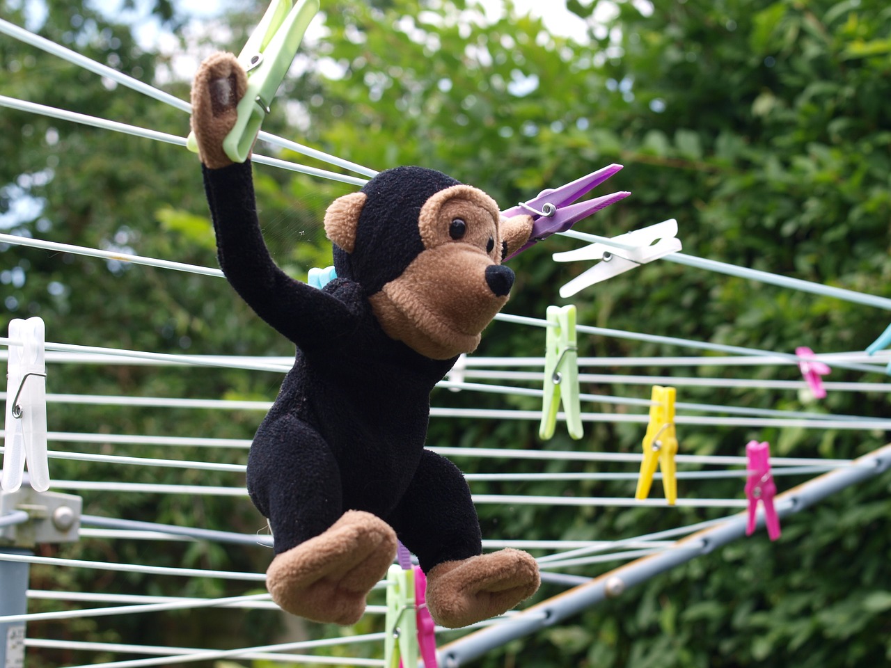 toy chimp washing free photo