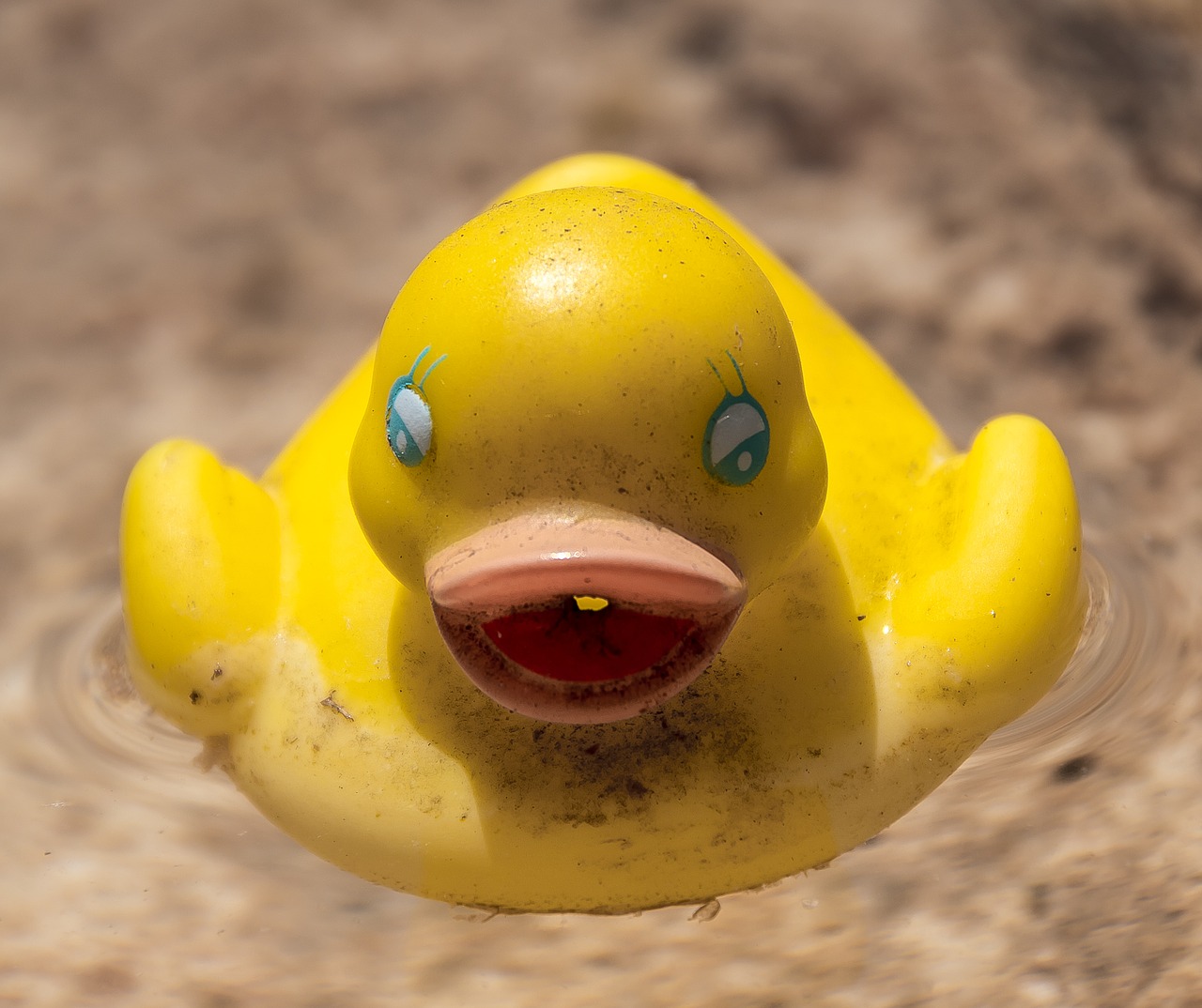 toy  duck  happy free photo