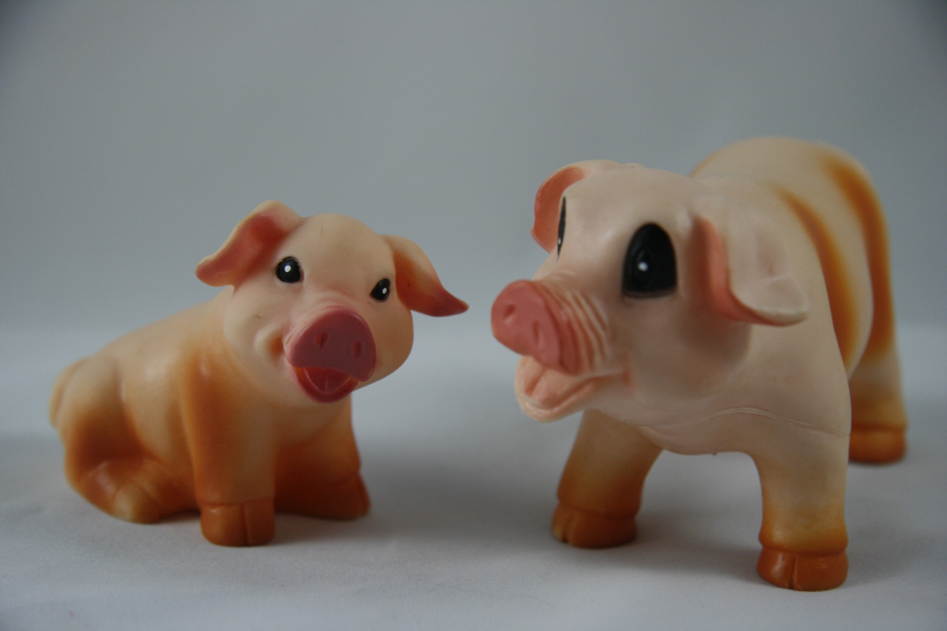 toy pig farm free photo