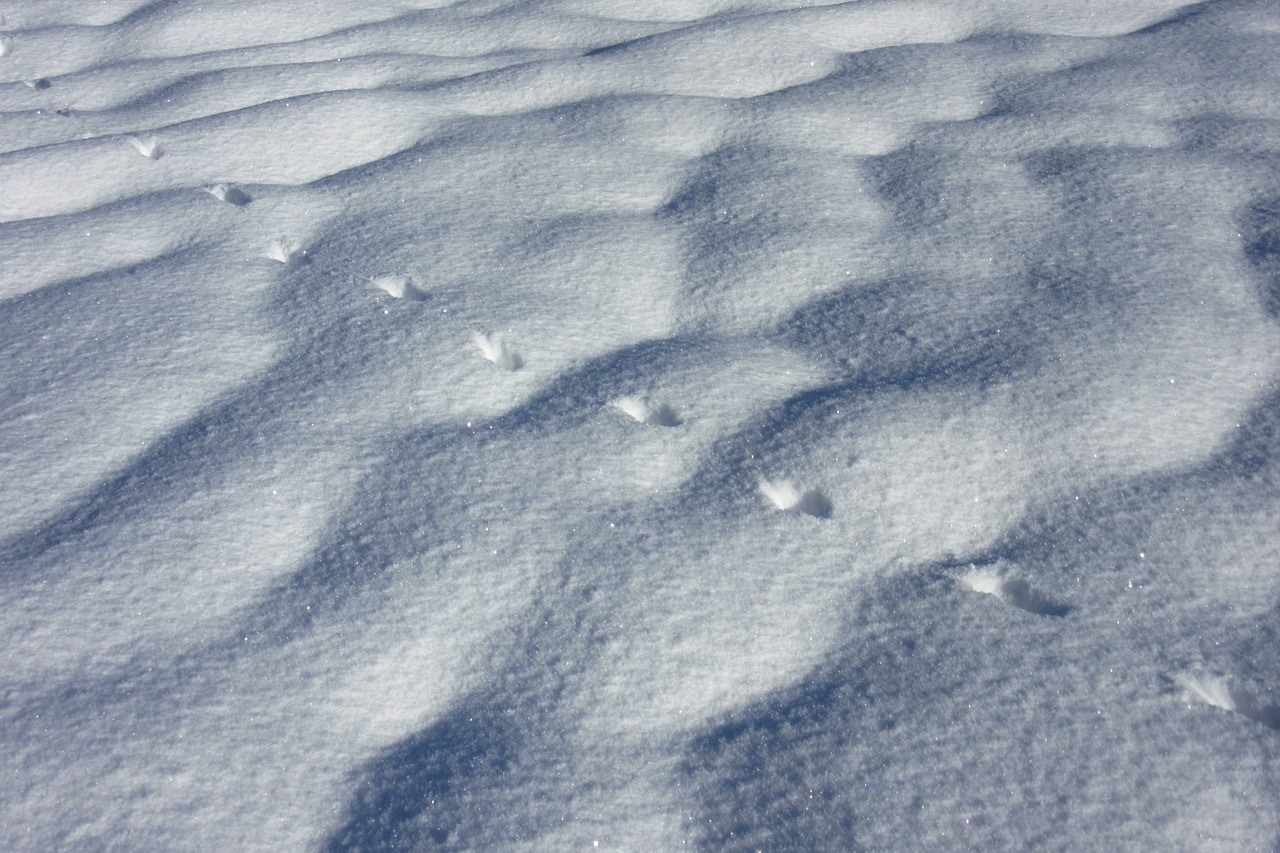 trace snow hare track free photo