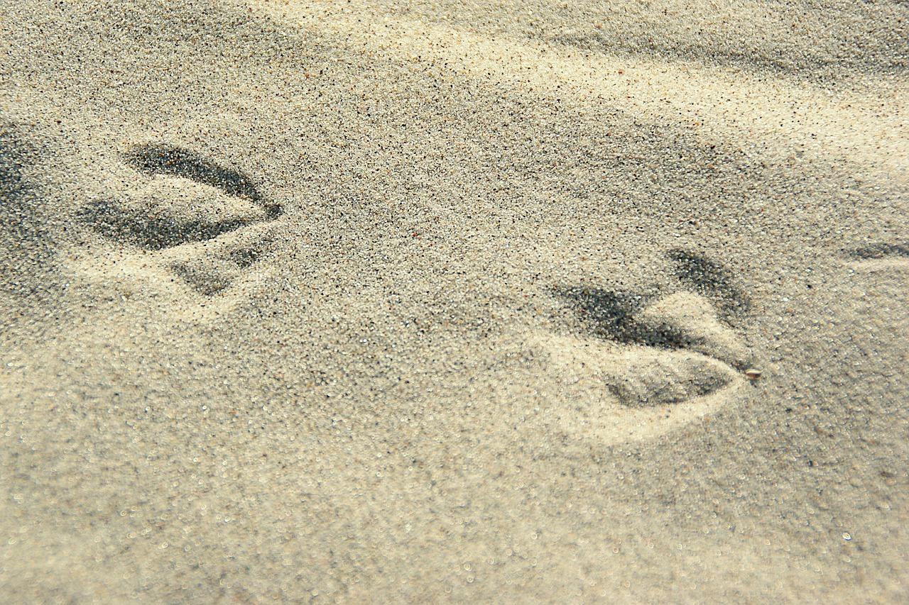 trace footprints butterwort free photo