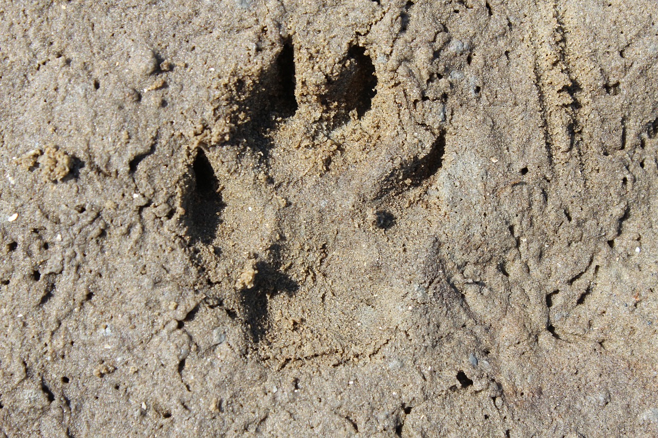 trace footprint dog track free photo