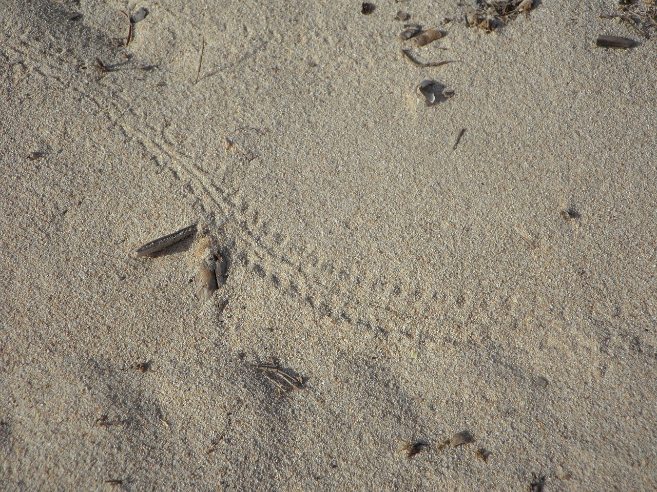 trace sand beach free photo