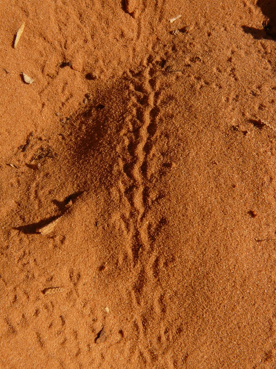 trace reprint snake track free photo