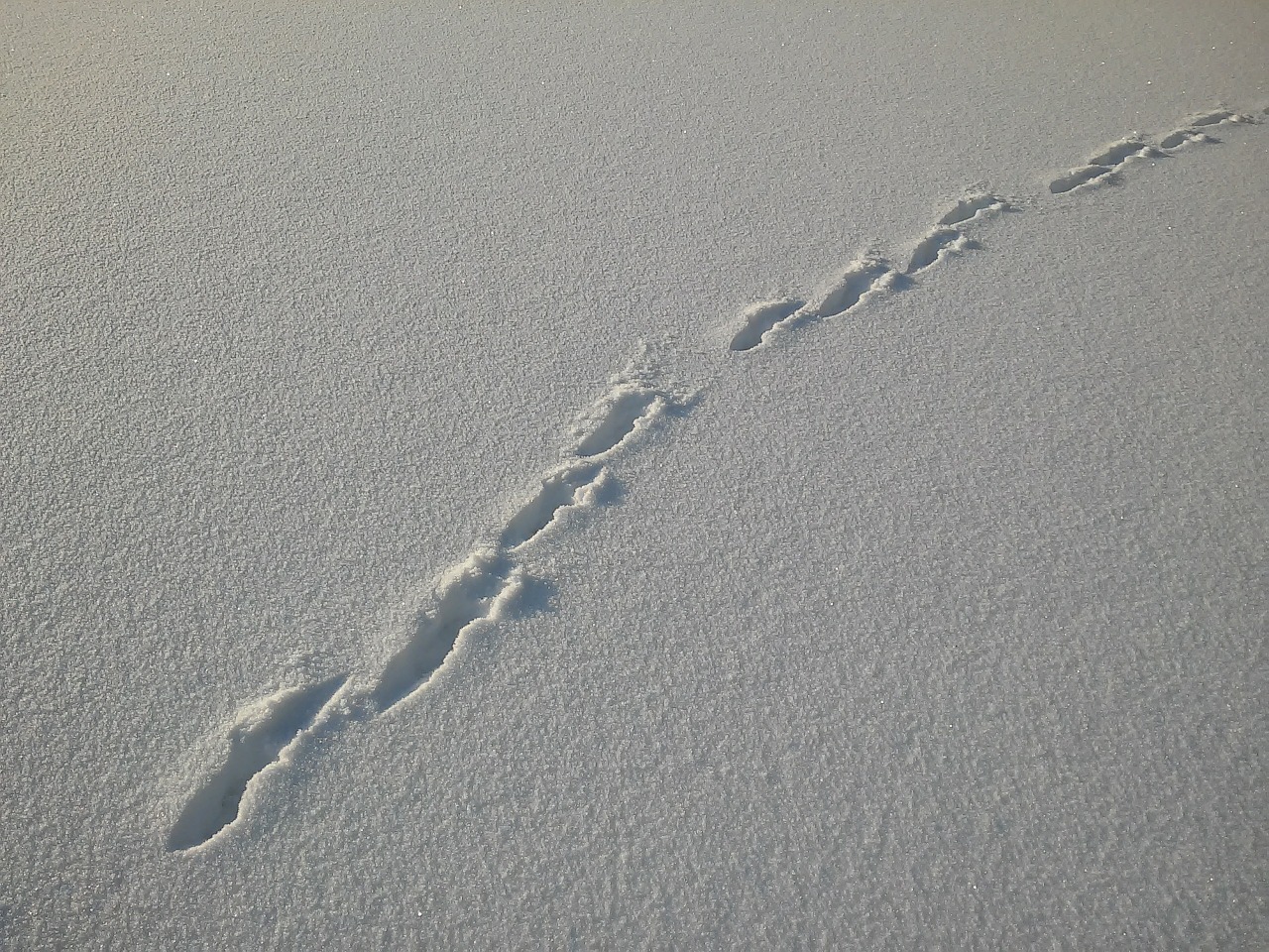 trace snow hare track free photo